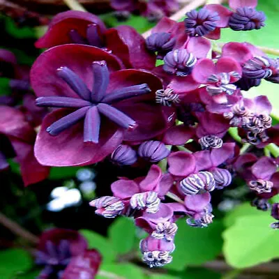 CHOCOLATE VINE SEEDS  3-LEAF  (A. Trifoliata) Rare Hardy Fruit Flower Climber • $7.95