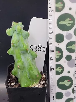Myrtillocactus Geometrizans Boobie Cactus Rooted 4.5 Inch Tall Skinny #5381 • $16.88