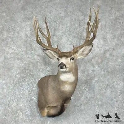 #26245 EL | Mule Deer Taxidermy Shoulder Mount For Sale • $3620