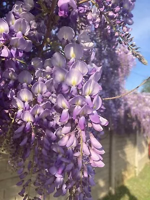 £12.44 • Buy Wisteria Flower Plant 10 Seeds /Wisteria Sinensis/