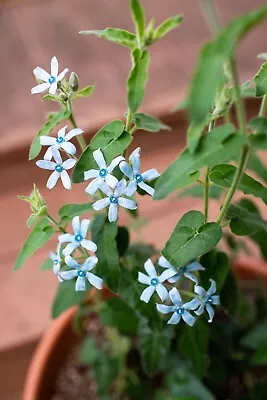 25 Blue Tweedia Milkweed Seeds Tweedia Caerulea • $3.85