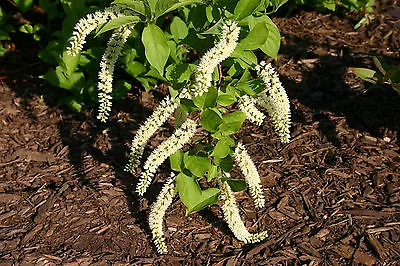 Itea Virginica VIRGINIA SWEETSPIRE Seeds! • $4.99