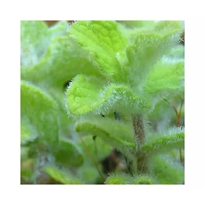 Mint Atlas Mountain -  6 Mint Plug Plants. . Grow Your Own Herb Garden. • £12.99