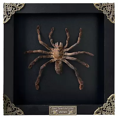 Real Framed Spider Tarantula Insect Bug Taxidermy Black Shadow Box Gothic Decor • $56.05