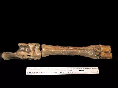 Pleistocene Steppe Bison Ice Age Mammal Fossil Lower Leg Display 6 Bones • £80