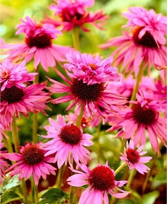 Echinacea Double Decker - 1 X 6cm Plug Plants • £6.49