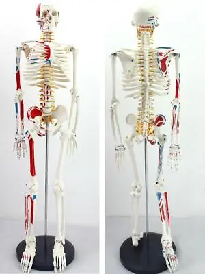 85cm Skeleton Model With Muscle Painted For Medical Science Anatomically Correct • $97.75