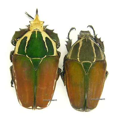 Unmounted Beetle/Cetoniidae - Mecynorrhina Torquata Ugandensis PAIR 2 • $39.39