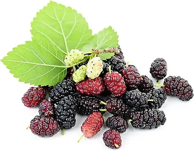 100 Sweet Lavender Mulberry Seeds USA Seller Free Shipping Fruit Seeds Fragrant • $3.79