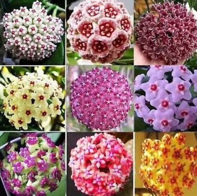 100PCS Seeds Hoya Carnosa 24 Color Mix Available Rare Ball Orchid Flower Bonsai • $11.46