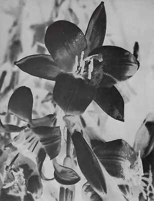 1920-34 Man Ray Vintage Photo Engraving Original Lithograph Still Life Art 12x15 • $108.14