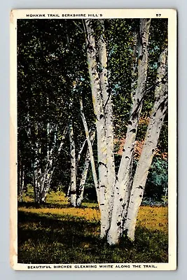 $7.99 • Buy Charlemont MA-Massachusetts, Birches Along Mohawk Trail Vintage Postcard
