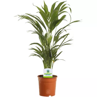 Areca Palm Lutescens - 1 Plant - House / Office Live Indoor Pot Plant Tree • £13.99