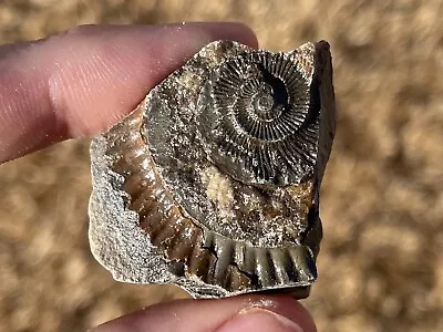 England Fossil Ammonite Imprint Dactylioceras Sp. Jurassic Dinosaur Age • $5.99