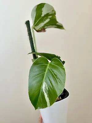 Monstera Mint Variegated Plant Rare Aroid Full Plant NOT Albo NOT Philodendron • £199