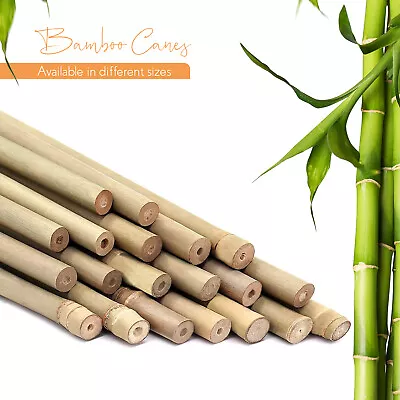 Bamboo Canes Strong Thick Garden Flower Plants Stakes Wooden Trellis Pole Stick • £10.99