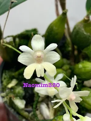 Dendrobium Aberrans Mini Bloom Size • $28.50