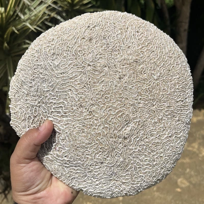 $80 • Buy Natural Circular Shaped White Caribbean Brain Coral Fossil Salt Water Fish Tank