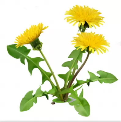 100 Seeds Dandelion Taraxacum Officinale Herb Wildflower Uk Grower Non GMO • £1.20