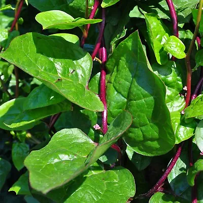 20 Red Malabar Spinach Seeds Basella Alba Rubra Baselle Spinach Red Malabar • $5.98