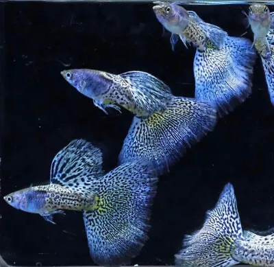 1 TRIO LIVE GUPPY FISH Metal Blue Grass HIGH QUALITY USA SELLER- 1 MALE 2 FEMALE • $30.99