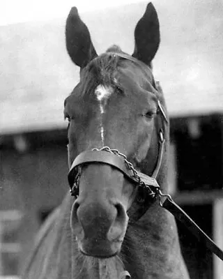 Champion Racehorse MAN O WAR Glossy 8x10 Photo Print Thoroughbred Poster • $5.49