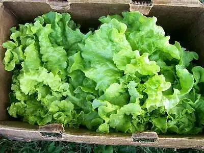 Lettuce Black Seeded Simpson   6000 Seeds • £2.39