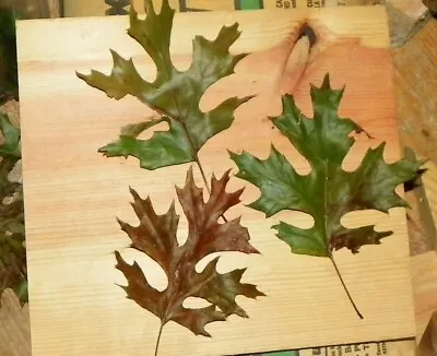 Maple Oak Tree Seed Ling  (quercus Acerifolia)  8 Or 10 Inches Tall  PRE SALE • $21.99