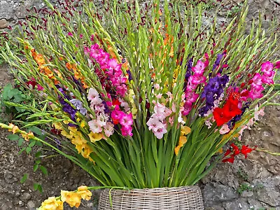 10x Gladioli MIXED Bulbs Large Summer Flowering Gladiolus Garden Perennial Plant • £5.49