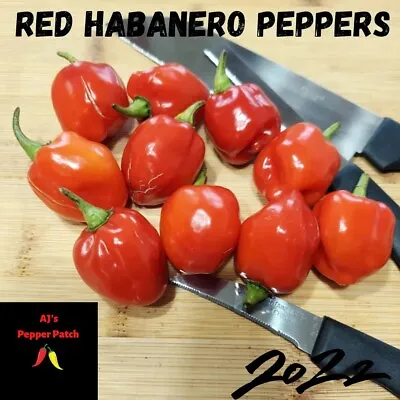 Red Savina Habanero Super Hot Pepper Seeds. • $3.25