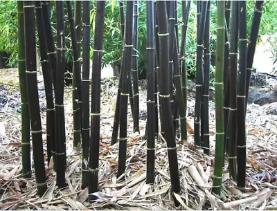 Rare Black Bamboo Seeds For Planting - 50 Seeds • $12.99