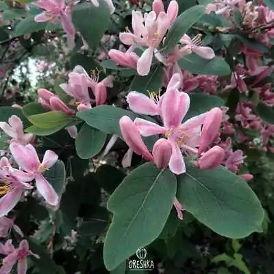 Lonicera Tatarica 20+ PCS Fresh Seeds Tatarian Honeysuckle Honeysuckle Shrub • £6.48