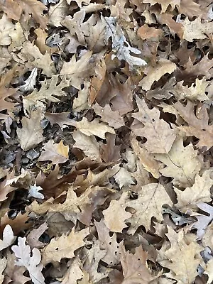 40 Gallon STERILE LEAF LITTER. For Isopods Springtails Decor Etc. • $152.99