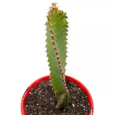 Euphorbia Pseudocactus • $23.90