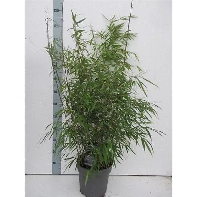 Fargesia Robusta 'Pingwu' Big 23cm Pots.Yellow And Red Stems. Hardy & Evergreen • £99.99