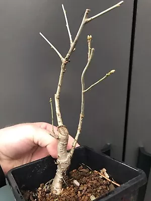 Shohin Oak Bonsai Tree • £30