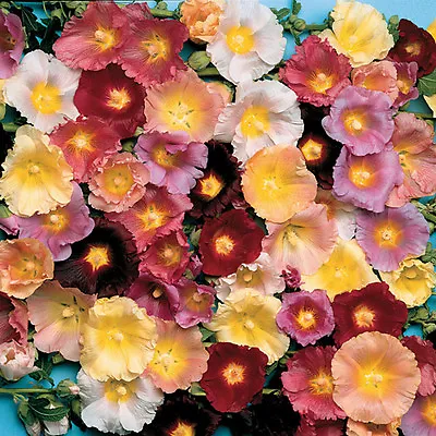 Hollyhock Antwerp Mix 100 Flower Seeds Alcea Ficifolia Perennial Flower • £2.59