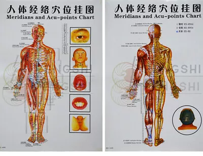 Chinese Medicine Body Acupuncture Points Meridians And Acupoints Chart • $4.99