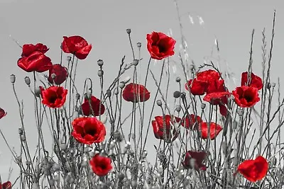 Red Poppies Grey Background Field Abstract Canvas Pictures Wall Art Prints  • £169.99
