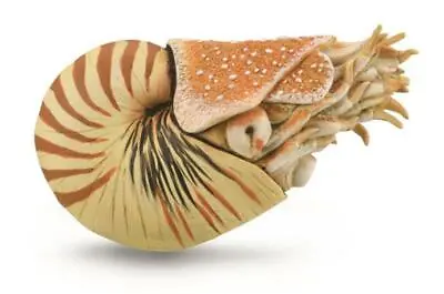 NEW CollectA 88907 Prehistoric Nautilus Pompilius Model Age Of Dinosaur • $14.95