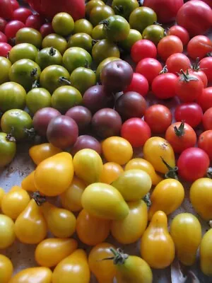 Mixed Heirloom Tomato Seeds Cherry/Salad • $3