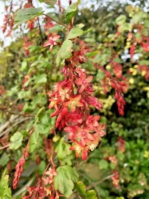 Ribes Gordonianum Un-usual Flowering Currant Variety In 9cm Pot  • £5.99