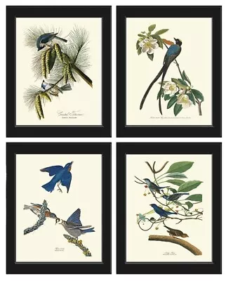 Audubon Bird Prints Vintage Antique Bird Home Wall Art Set Of 4 Unframed • $33