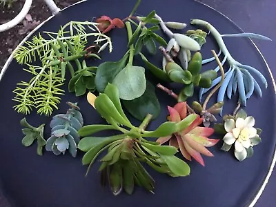 Succulent Cuttings - Rare Beautiful Plants Ready To Root! • $5.99