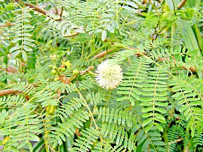 Leucaena L. (River Tamarind) Attractive Tropical Tree In Mimosa Family. 10 Seeds • £0.99