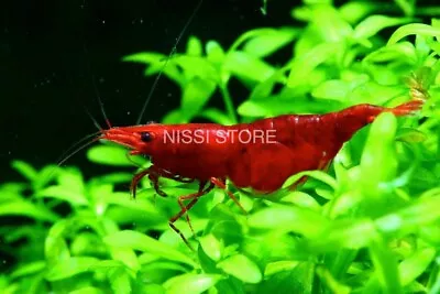 20 +4  Fire Red  Cherry - Freshwater Neocaridina Aquarium Shrimp. Live Guarantee • $52.20