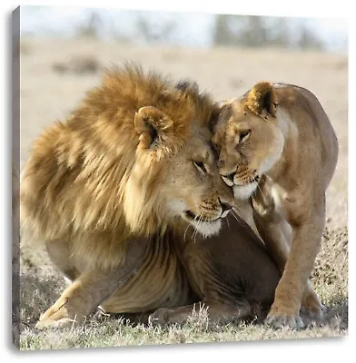 Schmusendes Lion Pair IN The Steppe Canvas Picture Square • £20.59