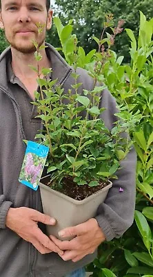 Dwarf Lilac Josie Syringa 4.5 Litre Pot Garden Plant Established Shrub • £24.95