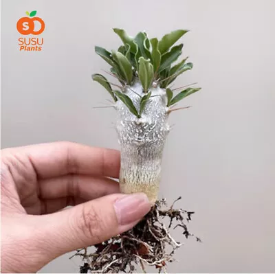 7-9cm Succulent Cactus Live Plant Pachypodium Saundersii Potted Garden Plants • $16.48