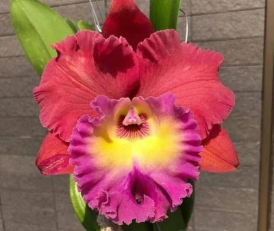 $25 • Buy Orchid Plant 0401. Cattleya Siam Magic #1 Beaut Cattleya In 100mm Pot